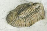 Spiny Scabriscutellum Trilobite - Rare Type #108752-3